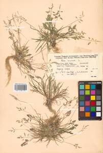 Poa annua L., Siberia, Russian Far East (S6) (Russia)
