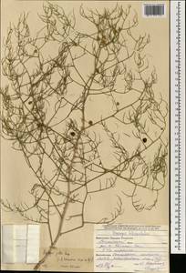 Asparagus dauricus Fisch. ex Link, Mongolia (MONG) (Mongolia)