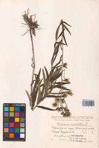 Hieracium umbellatum L., Siberia, Russian Far East (S6) (Russia)