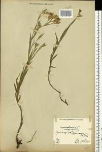 Dianthus eugeniae Kleopow, Eastern Europe, North Ukrainian region (E11) (Ukraine)