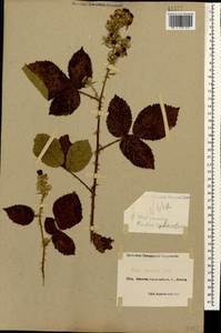 Rubus ibericus Juz., Caucasus, Black Sea Shore (from Novorossiysk to Adler) (K3) (Russia)