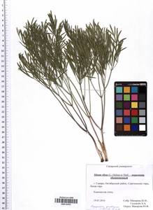 Silaum silaus (L.) Schinz & Thell., Eastern Europe, Middle Volga region (E8) (Russia)