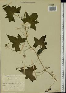 Bryonia alba L., Eastern Europe, Middle Volga region (E8) (Russia)