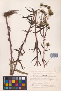 Hieracium umbellatum L., Siberia, Russian Far East (S6) (Russia)