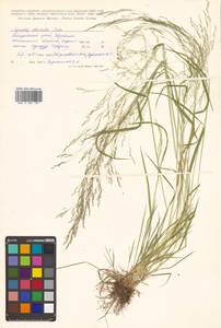 Agrostis clavata Trin., Siberia, Russian Far East (S6) (Russia)