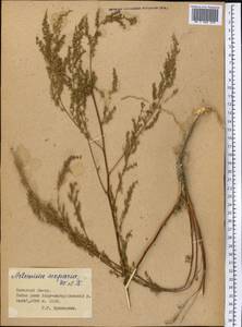 Artemisia scoparia Waldst. & Kit., Middle Asia, Pamir & Pamiro-Alai (M2) (Tajikistan)