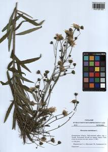 Hieracium umbellatum L., Siberia, Altai & Sayany Mountains (S2) (Russia)