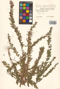 Lespedeza juncea (L.f.) Pers., Siberia, Russian Far East (S6) (Russia)