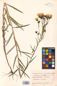 Hieracium umbellatum L., Eastern Europe, Moscow region (E4a) (Russia)