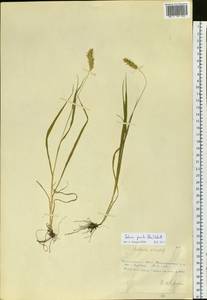 Setaria pumila (Poir.) Roem. & Schult., Siberia, Russian Far East (S6) (Russia)
