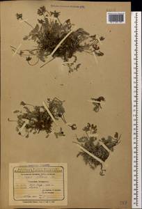 Oxytropis albana Steven, Caucasus, Azerbaijan (K6) (Azerbaijan)