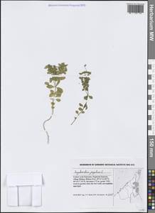 Euphorbia peplus L., South Asia, South Asia (Asia outside ex-Soviet states and Mongolia) (ASIA) (United Arab Emirates)