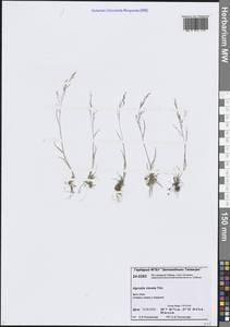 Agrostis clavata Trin., Siberia, Central Siberia (S3) (Russia)