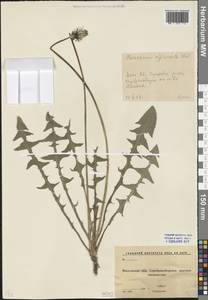 Taraxacum officinale Weber ex F. H. Wigg., Eastern Europe, Moscow region (E4a) (Russia)