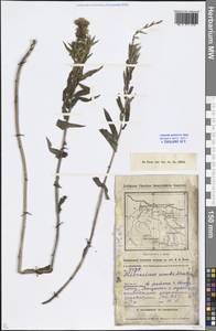 Hieracium umbellatum L., Siberia, Western (Kazakhstan) Altai Mountains (S2a) (Kazakhstan)