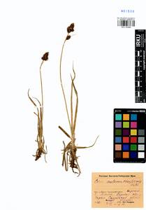 Carex melananthiformis Litv., Siberia, Baikal & Transbaikal region (S4) (Russia)