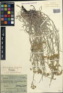Helichrysum ferganicum Lazkov & Sultanova, Middle Asia, Pamir & Pamiro-Alai (M2) (Kyrgyzstan)