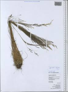 Agrostis clavata Trin., Siberia, Chukotka & Kamchatka (S7) (Russia)