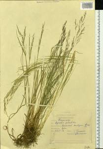 Agrostis clavata Trin., Siberia, Russian Far East (S6) (Russia)