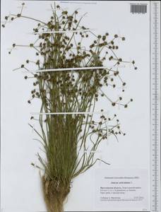 Juncus articulatus L., Eastern Europe, Central forest region (E5) (Russia)