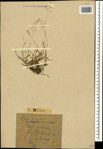 Poa annua L., Caucasus, Krasnodar Krai & Adygea (K1a) (Russia)