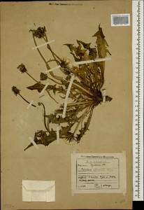 Taraxacum officinale Weber ex F. H. Wigg., Caucasus, Georgia (K4) (Georgia)