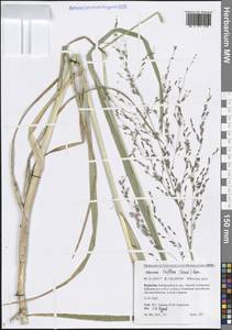 Glyceria lithuanica (Gorski) Gorski, Siberia, Baikal & Transbaikal region (S4) (Russia)