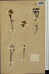 Pedicularis rubens Stephan ex Willd., Siberia, Baikal & Transbaikal region (S4) (Russia)