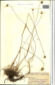 Alopecurus vaginatus (Willd.) Kunth, Caucasus, Stavropol Krai, Karachay-Cherkessia & Kabardino-Balkaria (K1b) (Russia)