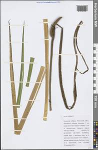 Acorus calamus L., Siberia, Western Siberia (S1) (Russia)