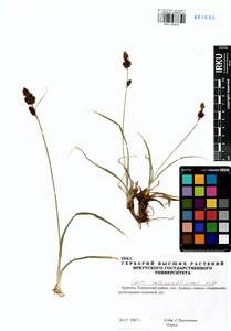 Carex melananthiformis Litv., Siberia, Baikal & Transbaikal region (S4) (Russia)