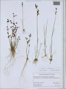 Juncus articulatus L., Eastern Europe, Central forest region (E5) (Russia)