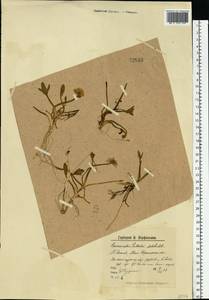 Coptidium pallasii (Schltdl.) A. & D. Löve, Eastern Europe, Northern region (E1) (Russia)