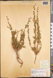 Artemisia scoparia Waldst. & Kit., Middle Asia, Western Tian Shan & Karatau (M3) (Tajikistan)