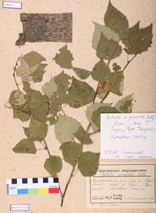 Betula pendula Roth, Siberia, Altai & Sayany Mountains (S2) (Russia)