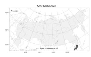 Acer barbinerve Maxim., Atlas of the Russian Flora (FLORUS) (Russia)