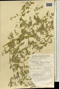 Atriplex sibirica L., Mongolia (MONG) (Mongolia)