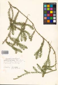 Spinulum annotinum subsp. annotinum, Eastern Europe, Moscow region (E4a) (Russia)