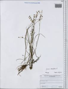 Juncus articulatus L., Eastern Europe, Central forest region (E5) (Russia)