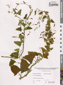 Convolvulus arvensis L., Siberia, Chukotka & Kamchatka (S7) (Russia)