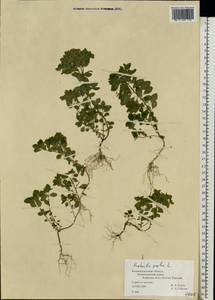 Euphorbia peplus L., Eastern Europe, North-Western region (E2) (Russia)