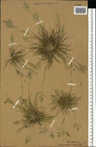 Poa annua L., Eastern Europe, Central forest-and-steppe region (E6) (Russia)