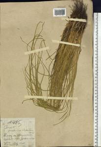 Carex lithophila Turcz., Siberia, Baikal & Transbaikal region (S4) (Russia)