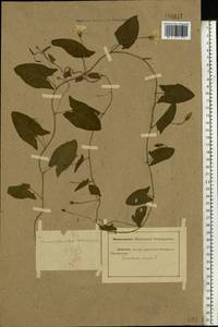Convolvulus arvensis L., Eastern Europe, Rostov Oblast (E12a) (Russia)