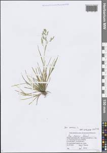 Poa annua L., Eastern Europe, Volga-Kama region (E7) (Russia)