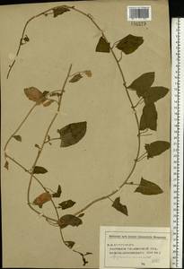 Convolvulus arvensis L., Eastern Europe, Middle Volga region (E8) (Russia)