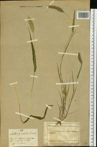 Setaria viridis (L.) P.Beauv., Siberia, Altai & Sayany Mountains (S2) (Russia)