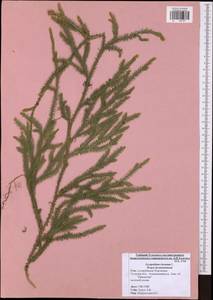 Lycopodium clavatum L., Eastern Europe, Central region (E4) (Russia)