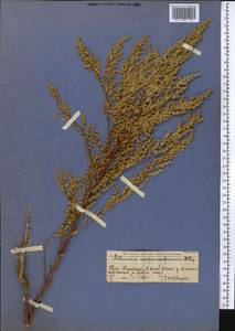 Artemisia scoparia Waldst. & Kit., Middle Asia, Western Tian Shan & Karatau (M3) (Kazakhstan)