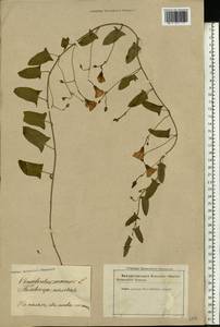 Convolvulus arvensis L., Eastern Europe, Latvia (E2b) (Latvia)